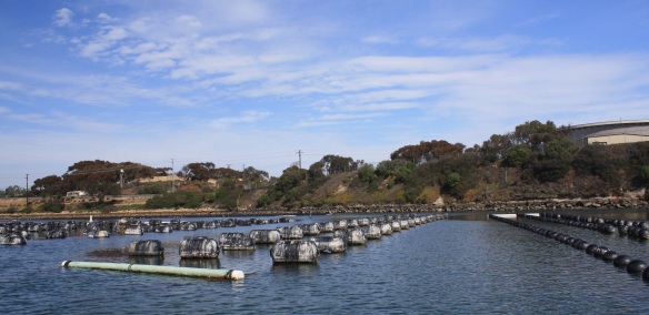 Lines of grey, barrel-shaped buoys (left) and black, spherical buoys (right) provide flotation for underwater support structures that house growing oysters and mussels at the Carlsbad Aquafarm in North San Diego County, CA