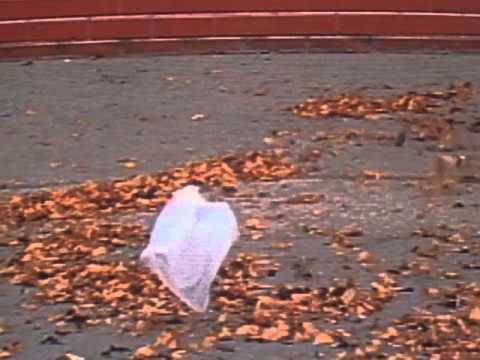The iconic "plastic bag video" from the 1999 Academy Award winner American Beauty may someday be a relic of the past, thanks to California's recent statewide plastic bag ban, although not all disposable plastic bags will be phased out by the law.