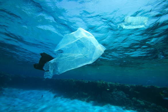 Plastic bags are easily incorporated into natural systems, and often end up in the ocean, where they can cause substantial harm to wildlife. California's statewide plastic bag ban is a step toward reducing that cycle (photo courtesy of Surfrider Foundation). 